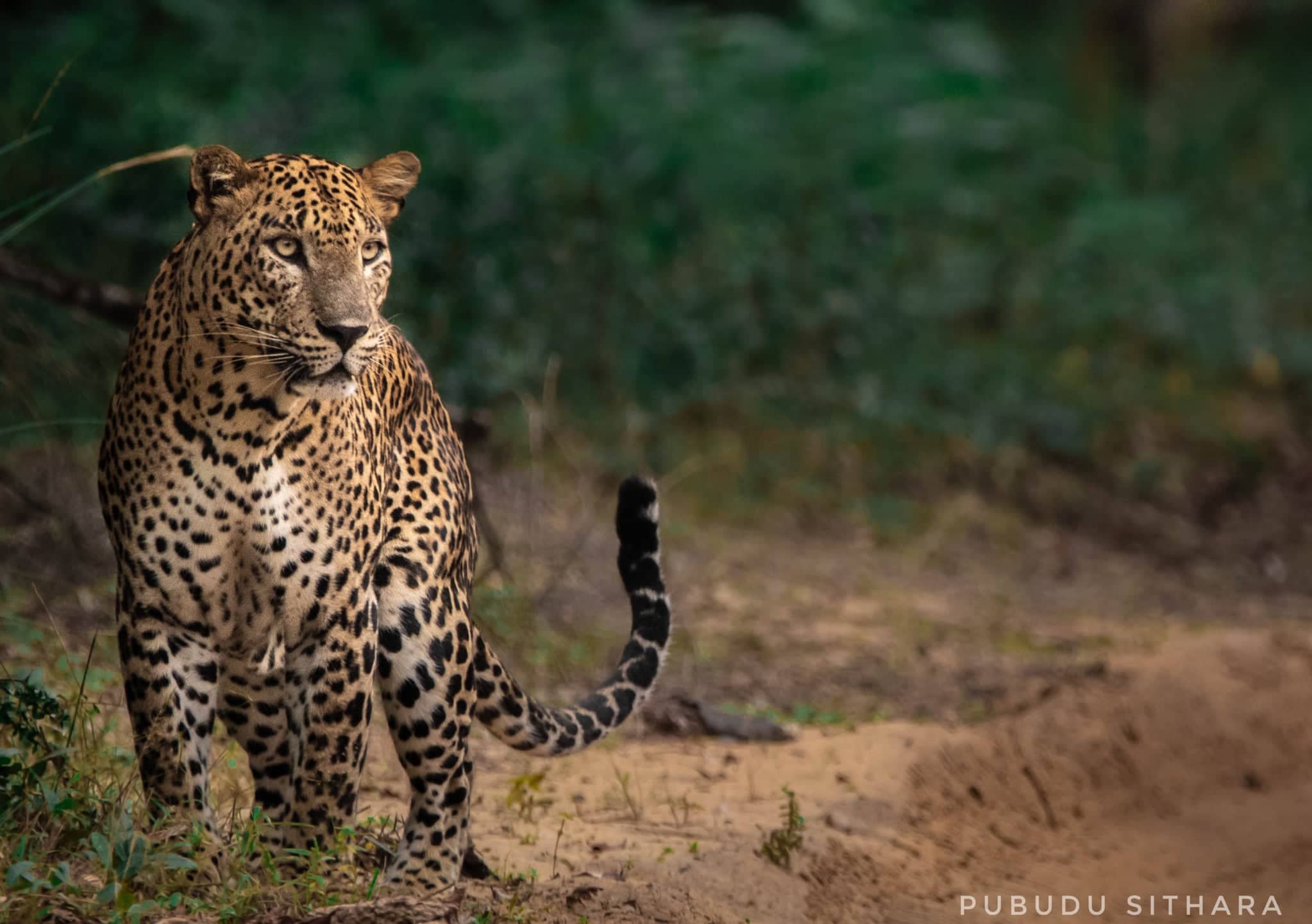 Sri Lankan Wildlife Sri Lanka Biodiversity Sri Lankan Wildlife Sri Lanka Biodiversity
