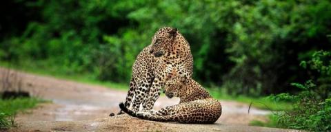 @www.ceylonexpeditions.com