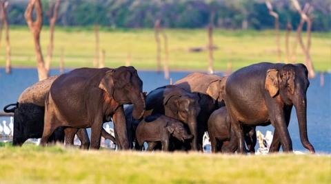 Kaudulla National Park | Sri Lanka Biodiversity