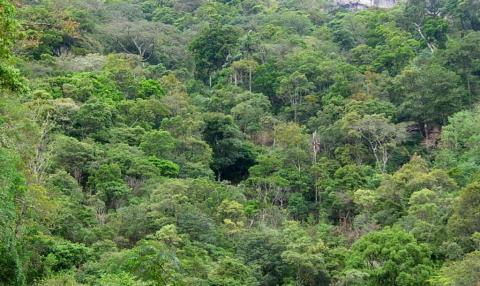 Forest and Related Ecosystems | Sri Lanka Biodiversity