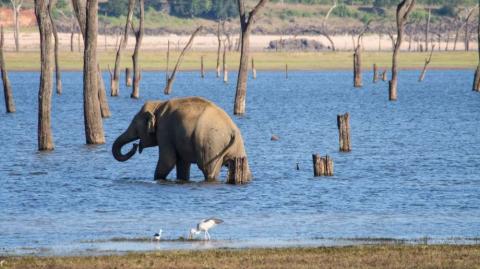 @www.ceylonexpeditions.com