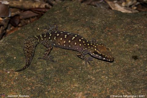 Cyrtodactylus punctatus Knuckles Ground Gecko Cyrtodactylus punctatus Knuckles Ground Gecko