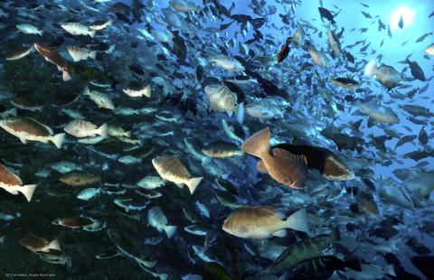 Grouper moon fish. Photo by Jim Hellem Grouper moon fish. Photo by Jim Hellem