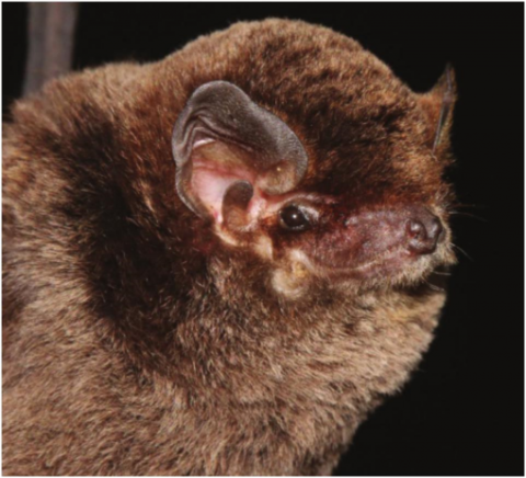 Miniopterus from India and Sri Lanka