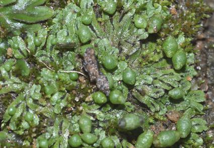 Thalloid Liverworts (Marchantiopsida)