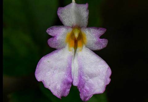 Impatiens jacobdevlasii