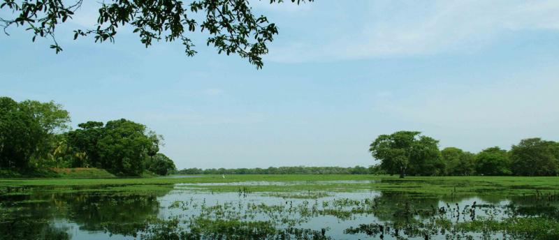 Anawilundawa Wetland