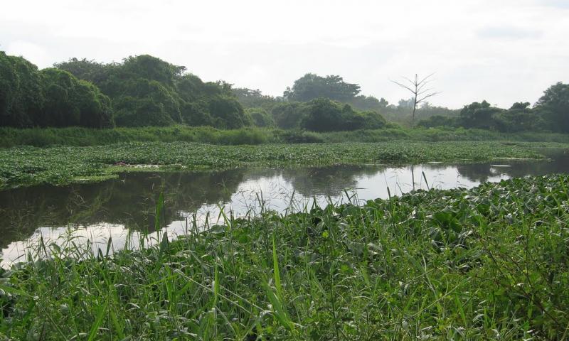 Bellanwila-Attidiya Sanctuary