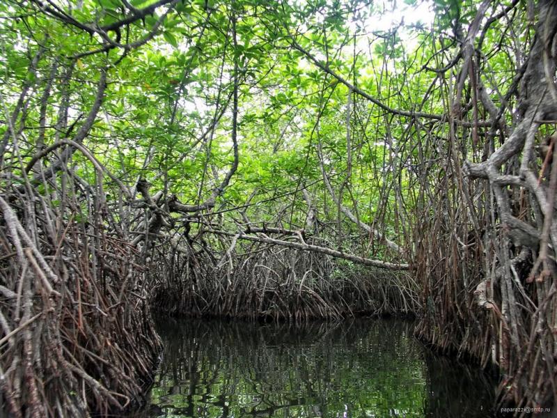 Maduganga Mangrove