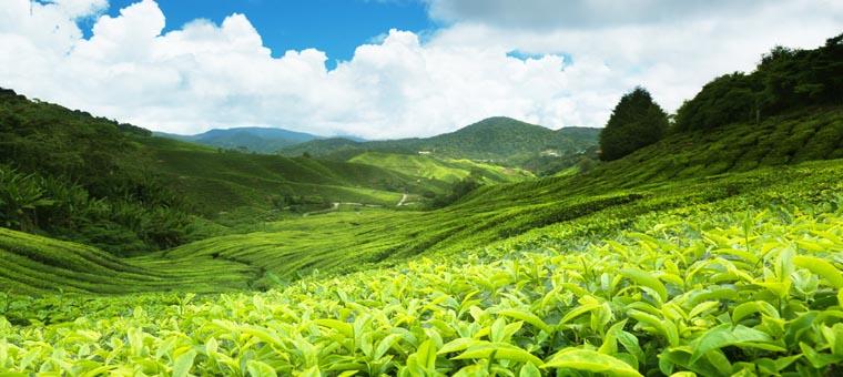 SriLanka Tea Plantation