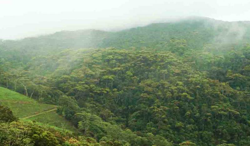 Tropical montane forest | Sri Lanka Biodiversity